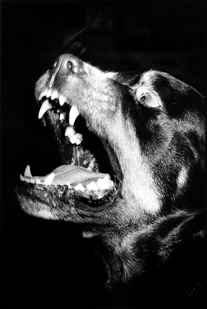 Mad Dogs and Englishmen Go Out in the Midday Sun : Rottweiler : London UK